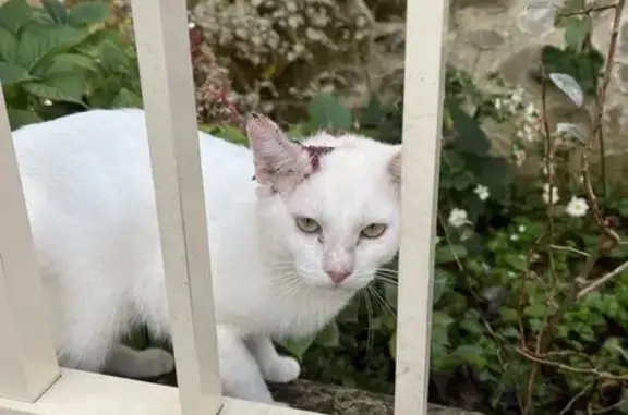 Chat mâle blessé trouvé à Brive - photo