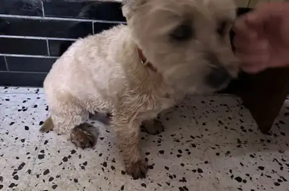 Chien mâle trouvé à Boulancourt - photo