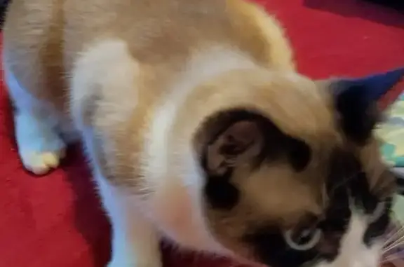Animaux perdus Guingamp, photo: Chatte Chipie disparue à Guingamp