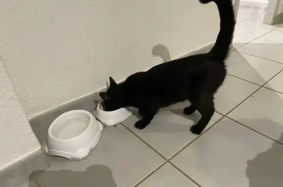 Jeune chat noir mâle trouvé à Turenne - photo