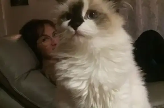 Animaux perdus , photo: Chatte blanche aux oreilles marrons perdue