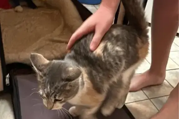 Friendly Cat Follows Family Home