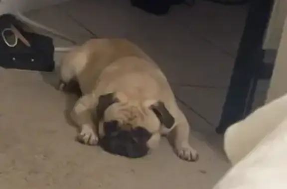 Lost Pug: Mochi, 1-Year-Old, White Chest