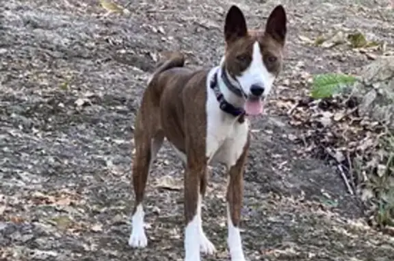 Lost Brindle Basenji: Help Find Hazy!