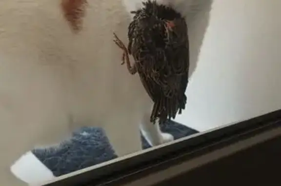 Animaux perdus Haubourdin, photo: Chat blanc et roux perdu à Haubourdin