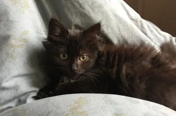 Chat perdu, Sainte-Foy-lès-Lyon, photo: Chatte noire disparue à Sainte-Foy-lès-Lyon