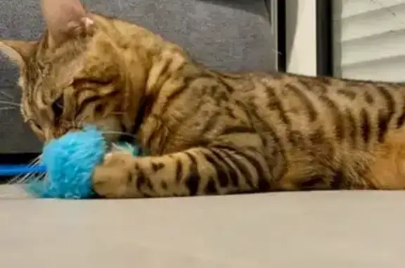 Animaux perdus Buchy, photo: Chat mâle bengal perdu à Buchy