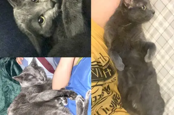 Missing Gray Cat: Unique White Spots