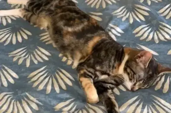 Animaux perdus Sévérac, photo: Chat perdu à Sévérac : Uka, 1 an et demi
