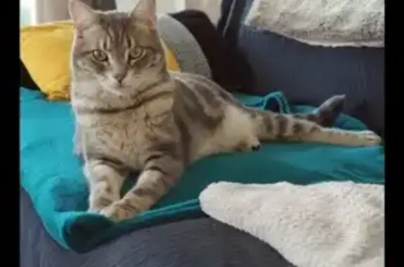 Chat perdu, Nouzilly, photo: Chat tigré disparu à Nouzilly