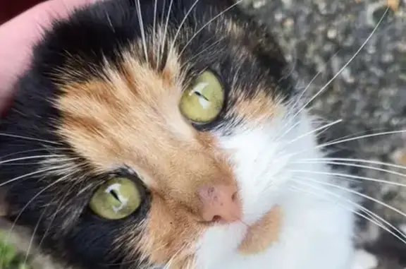 Chatte câline trouvée à Francastel - photo