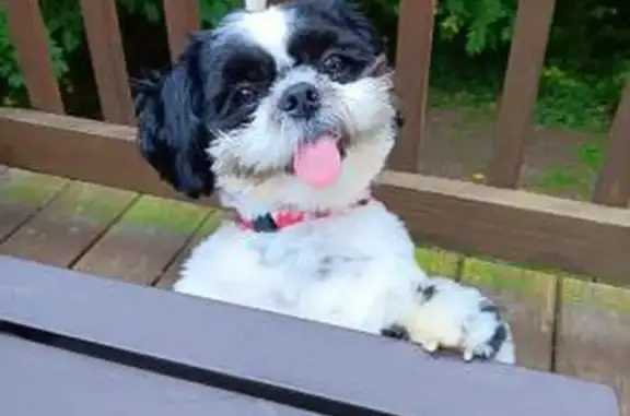 Lost Shih Tzu: Teddy Missing in Derby, CT