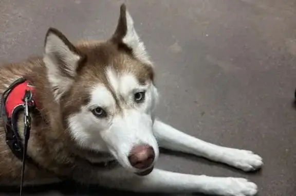 Found Tan Husky on Winchester Ave