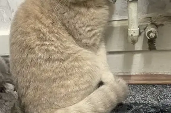 Lost Fawn British Shorthair: Bella