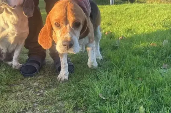 Animaux trouvés , photo: Beagle et St Hubert trouvés à Montsenelle