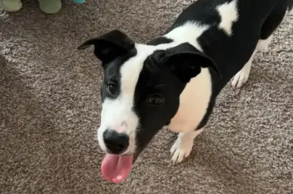 Found: Young Black/White Mutt...