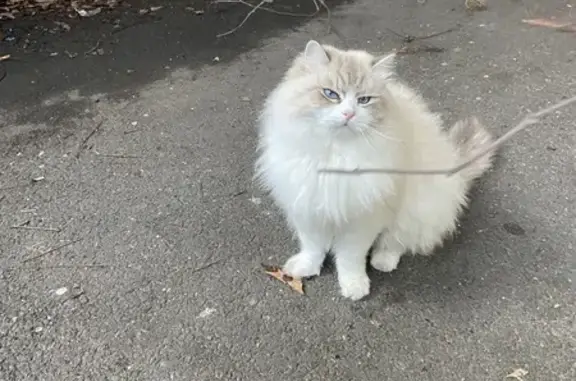 Chat trouvé Mont-de-Marsan, photo: Chat blanc trouvé, femelle douce, St-Roch