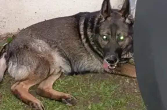 Chien trouvé , photo: Chien berger allemand trouvé à Paray-sous-Briailles
