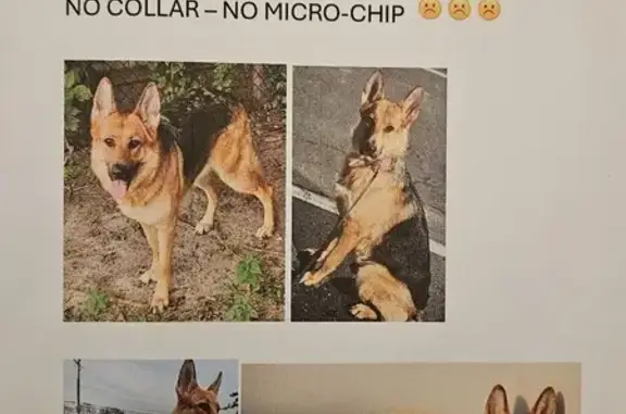 Lost Female German Shepherd in Hazel Park