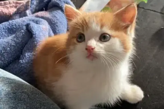 Chat trouvé Thouars, photo: Chaton trouvé rue Marguerite d'Écosse
