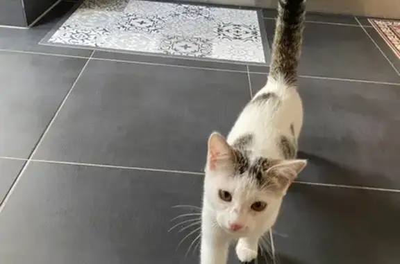 Chaton sociable trouvé, Rue Ledru Rollin - photo