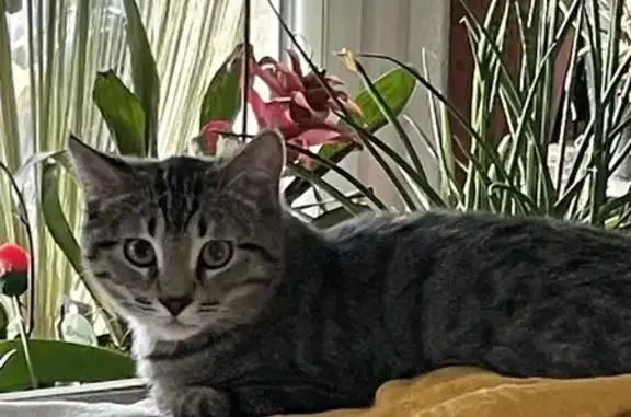 Chat disparu à Velaux : Fripouille - photo