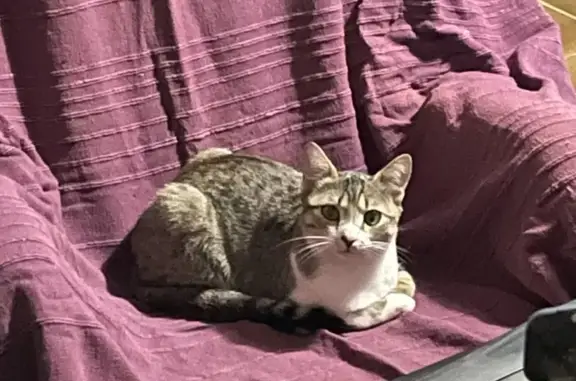 Chatte Canaille disparue à Velaux - photo
