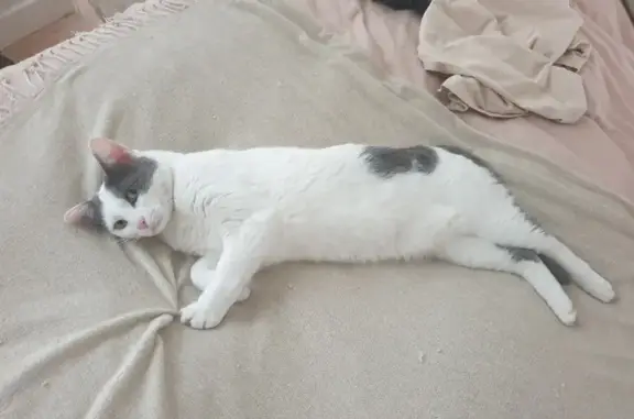 Animaux perdus Paris, photo: Chatte blanche et grise perdue à Paris 18e