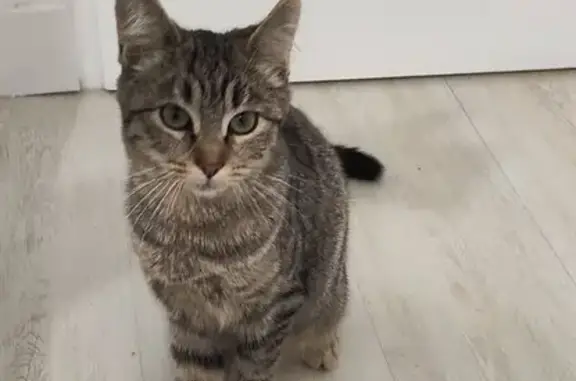 Chat trouvé , photo: Chatte tigrée trouvée au Vanneau-Irleau
