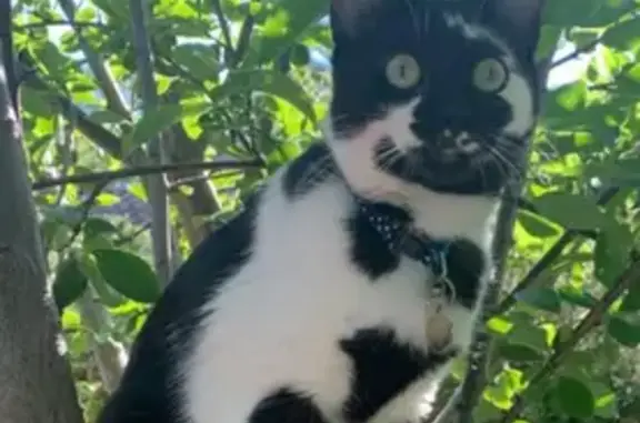 Animaux perdus Trévoux, photo: Chat perdu noir et blanc, yeux verts, Trévoux