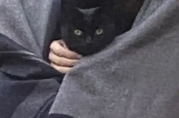 Chat noir trouvé à Mantes-la-Jolie - photo