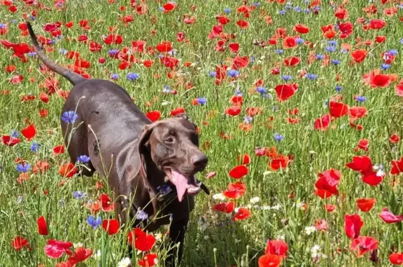 Chiens perdus en forêt de Froidvent - photo