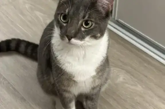 Animaux perdus Saint-André-le-Gaz, photo: Chat gris-blanc perdu à Saint-André-le-Gaz