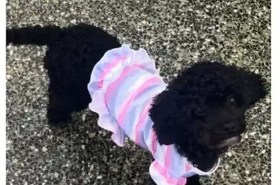 Lost Black Toy Poodle: Onika in NJ Area