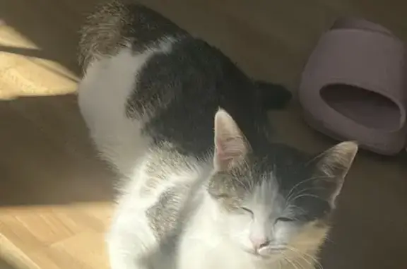 Chat perdu, Troyes, photo: Chatte perdue, 6 mois, blessée à Troyes