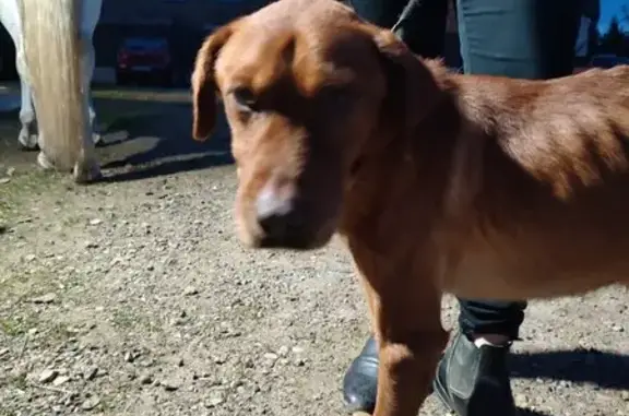 Chien trouvé Savigneux, photo: Chien fauve maigre trouvé à Savigneux