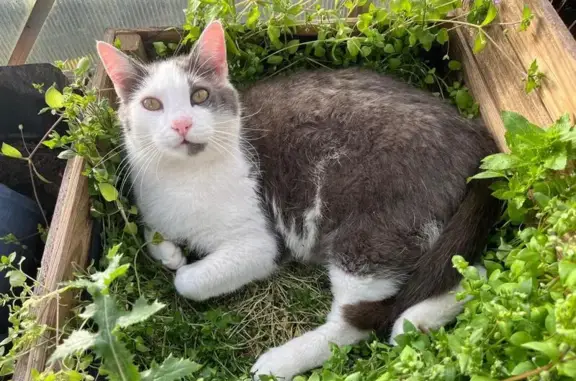 Chat gris et blanc perdu à Durdat-Larequille - photo