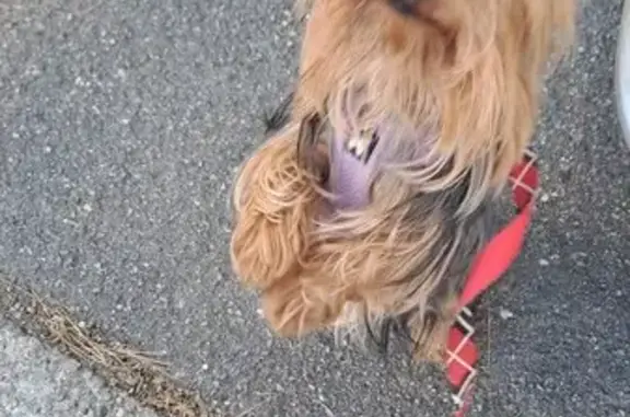 Chien perdu Ermont, photo : Chien croisé york marron perdu, urgent soins