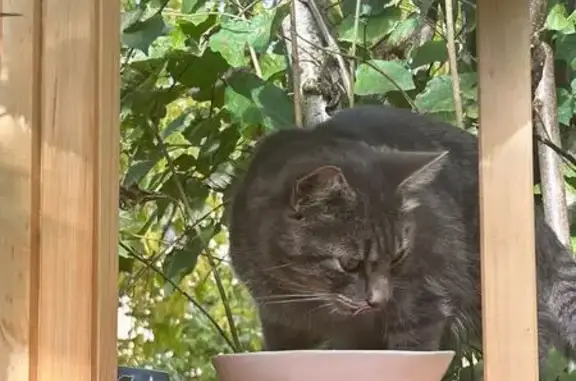 Chat gris trouvé, câlin et sociable - photo