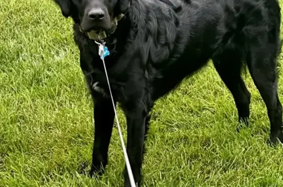 Lost Black Retriever on Norwood Drive