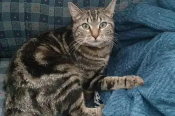 Lost Cat: Brown Marble, Yellow Collar