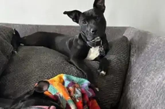 Lost Pitbull Mix: Friendly Black & White