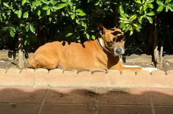 ¡Perra Robada! Ayuda a Encontrarla en Torrejón