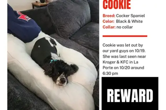 Lost: Black & White Cocker Spaniel - La Porte