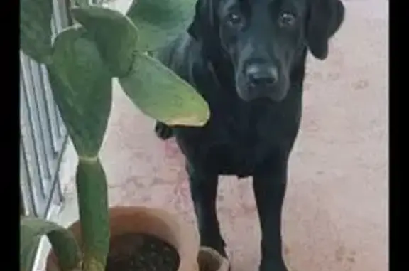 Lost Black Lab in Tucson - Help Find Her!