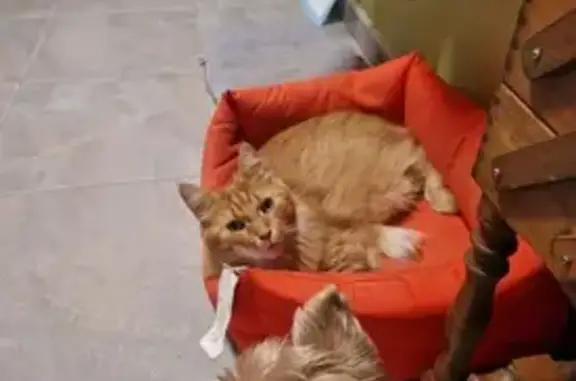 Animaux perdus , photo: Chat norvégien roux perdu à Avoudrey