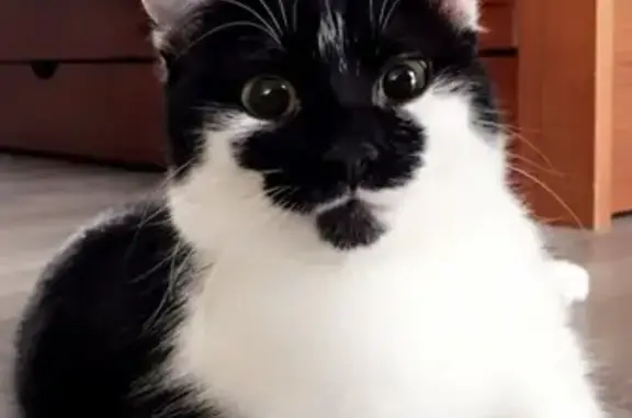 Animaux perdus Guérigny, photo: Chat noir et blanc perdu à Guérigny