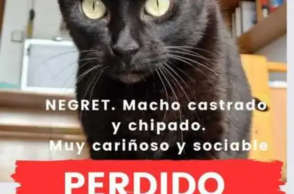 ¡Ayuda! Gato negro perdido en Novelda