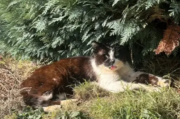Chat trouvé Corcieux, photo: Chat noir et blanc blessé trouvé à Corcieux