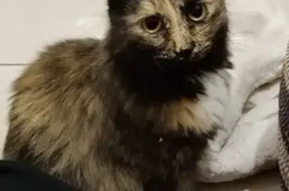 Chat trouvé Nantes, photo: Jeune chatte trouvée, rue Linné, Nantes